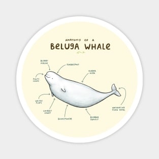 Anatomy of a Beluga Whale Magnet